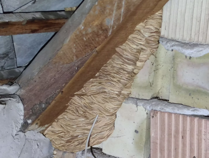 Darázsírtás Balaton